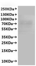 CSB-MP001910MO is detected by Mouse anti-6*His monoclonal antibody