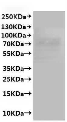 CSB-MP001910MO is detected by Mouse anti-6*His monoclonal antibody