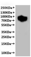 CSB-MP001910MOW is detected by Mouse anti-6*His monoclonal antibody