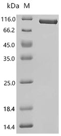 Recombinant Human Amyloid-beta precursor protein (APP), partial – Figure 1 of 1