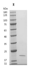 Recombinant Human Bone morphogenetic protein 7 (BMP7), partial (Active) – Figure 1 of 1