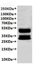 CSB-MP003996MO is detected by Mouse anti-6*His monoclonal antibody.