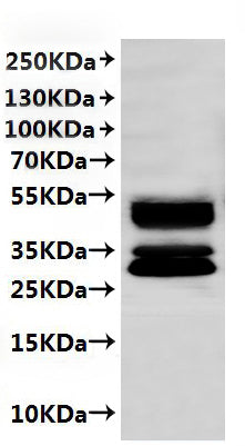CSB-MP003996MO is detected by Mouse anti-6*His monoclonal antibody.