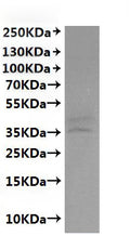 CSB-MP003996MOW is detected by Mouse anti-6*His monoclonal antibody.