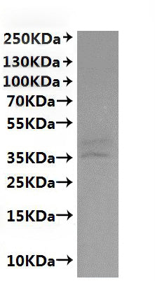 CSB-MP003996MOW is detected by Mouse anti-6*His monoclonal antibody.