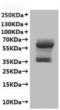 CSB-MP004839HU is detected by Mouse anti-6*His monoclonal antibody.