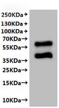 CSB-MP004841HU is detected by Mouse anti-6*His monoclonal antibody