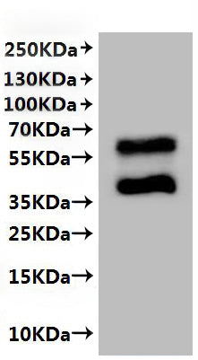 CSB-MP004841HU is detected by Mouse anti-6*His monoclonal antibody
