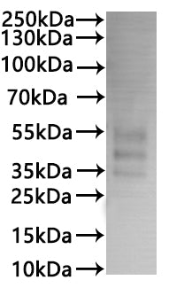 CSB-MP004842HU is detected by Mouse anti-6*His monoclonal antibody.