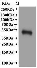 CSB-MP004844HU is detected by Mouse anti-6*His monoclonal antibody.(This tag can be tested only under denaturing conditions.)