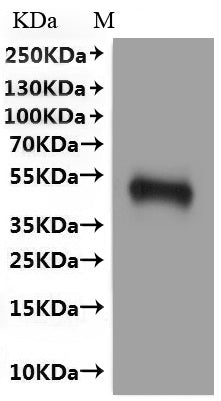 CSB-MP004844HU is detected by Mouse anti-6*His monoclonal antibody.(This tag can be tested only under denaturing conditions.)