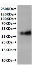 CSB-MP004844MO(A4) is detected by Mouse anti-6*His monoclonal antibody.