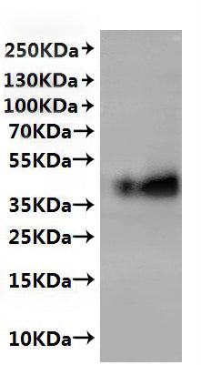 CSB-MP004844MO(A4) is detected by Mouse anti-6*His monoclonal antibody.