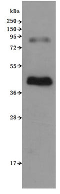 CSB-MP004845HU is detected by Mouse anti-6*His monoclonal antibody. The two bands respectively correspond to monomer, Homodimer.