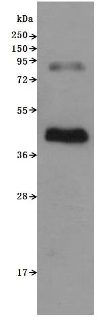 CSB-MP004845HU is detected by Mouse anti-6*His monoclonal antibody. The two bands respectively correspond to monomer, Homodimer.