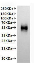 CSB-MP004928HU is detected by Mouse anti-6*His monoclonal antibody