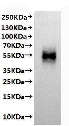 CSB-MP004928HU is detected by Mouse anti-6*His monoclonal antibody