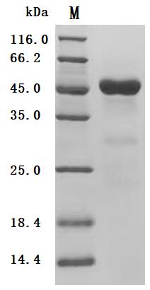 (Tris-Glycine gel) Discontinuous SDS-PAGE (reduced) with 5% enrichment gel and 15% separation gel.