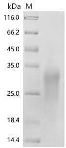 Recombinant Human Cell adhesion molecule CEACAM4 (CEACAM4), partial – Figure 1 of 1