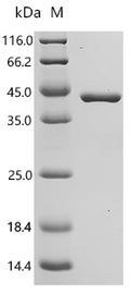 (Tris-Glycine gel) Discontinuous SDS-PAGE (reduced) with 5% enrichment gel and 15% separation gel.