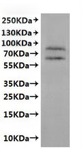 CSB-MP005390HU(A4) is detected by Mouse anti-6*His monoclonal antibody