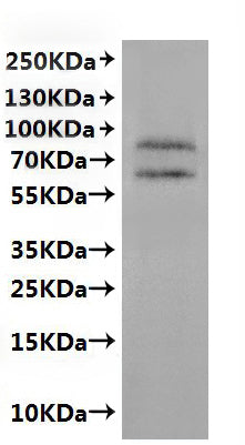 CSB-MP005390HU(A4) is detected by Mouse anti-6*His monoclonal antibody
