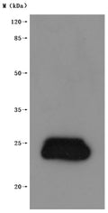 CSB-MP005505HU is detected by Mouse anti-6*His monoclonal antibody.