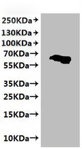Recombinant Human Claudin-6 (CLDN6), partial-VLPs – Figure 1 of 2