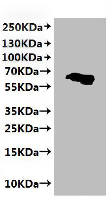 Recombinant Human Claudin-6 (CLDN6), partial-VLPs – Figure 1 of 2