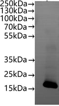 CSB-MP005508HU(A4) is detected by Mouse anti-6*His monoclonal antibody.
