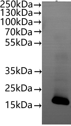 CSB-MP005508HU(A4) is detected by Mouse anti-6*His monoclonal antibody.