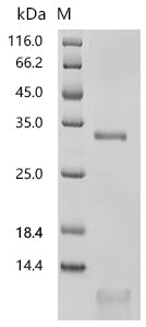 (Tris-Glycine gel) Discontinuous SDS-PAGE (reduced) with 5% enrichment gel and 15% separation gel.