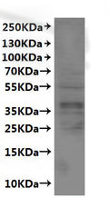 CSB-MP006236HU is detected by Mouse anti-6*His monoclonal antibody.