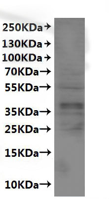 CSB-MP006236HU is detected by Mouse anti-6*His monoclonal antibody.