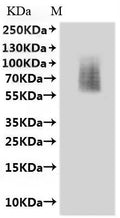 CSB-MP006253MO is detected by Mouse anti-6*His monoclonal antibody