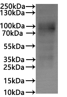 CSB-MP006255HUd7 is detected by Mouse anti-6*His monoclonal antibody