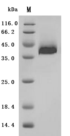 (Tris-Glycine gel) Discontinuous SDS-PAGE (reduced) with 5% enrichment gel and 15% separation gel.