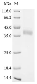 (Tris-Glycine gel) Discontinuous SDS-PAGE (reduced) with 5% enrichment gel and 15% separation gel.