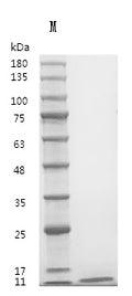 Recombinant Human Pro-epidermal growth factor (EGF), partial (Active) – Figure 1 of 1