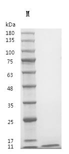 Recombinant Human Pro-epidermal growth factor (EGF), partial (Active) – Figure 1 of 1