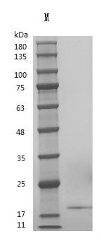 Recombinant Human Fibroblast growth factor 10 (FGF10) (Active) – Figure 1 of 1