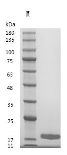 Recombinant Human Fibroblast growth factor 4 (FGF4) (Active) – Figure 1 of 1
