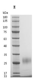 Recombinant Human Fibroblast growth factor 7 (FGF7) (Active) – Figure 1 of 1