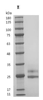 Recombinant Human Fms-related tyrosine kinase 3 ligand (FLT3LG), partial (Active) – Figure 1 of 1