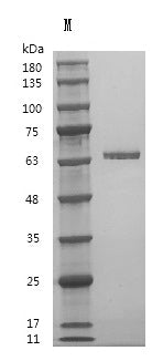 Recombinant Human Fibronectin (FN1), partial (Active) – Figure 1 of 1