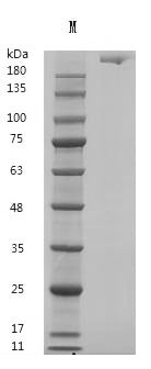 Recombinant Human Fibronectin (FN1), partial (Active) – Figure 1 of 1