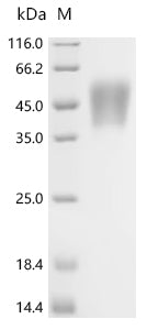 (Tris-Glycine gel) Discontinuous SDS-PAGE (reduced) with 5% enrichment gel and 15% separation gel.
According to the left SDS-PAGE image, the purity of Proteinase K is 95%+ and the molecular weight is 28.9 kDa.