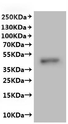 CSB-MP009448HU is detected by Mouse anti-6*His monoclonal antibody.