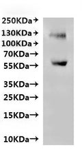 CSB-MP009829HU(A4)m8 is detected by Mouse anti-6*His monoclonal antibody.