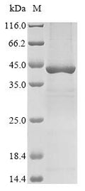 (Tris-Glycine gel) Discontinuous SDS-PAGE (reduced) with 5% enrichment gel and 15% separation gel.